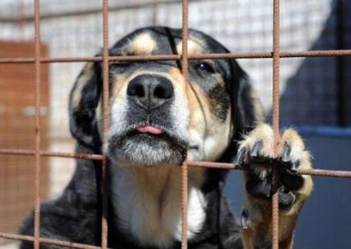 And the Ars establishes a commission for the study of stray dogs