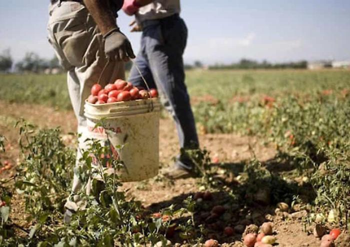 The number of young people employed in agriculture is increasing: in Sicily, there are 6,100 companies run by under-35s.