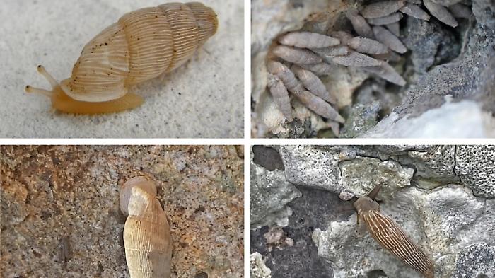 Comiso and the tribute to the naturalist Gianni Insacco