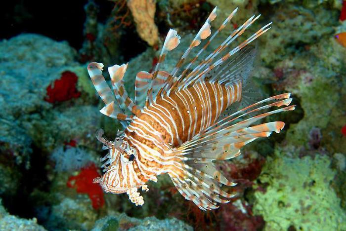 If the alien species fights by eating it: the example of the lionfish and Greece