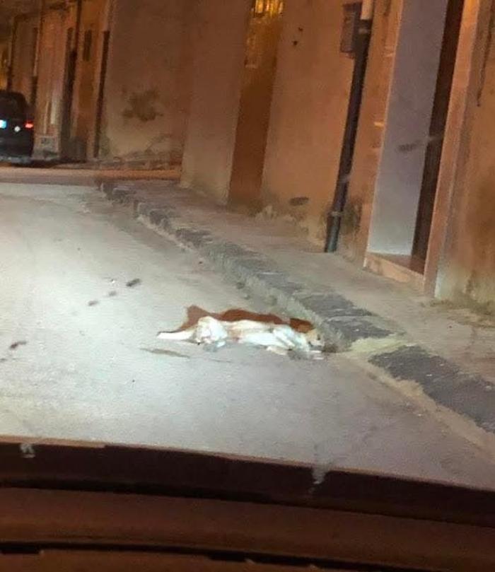 Alarm for poisoned baits: massacre of dogs and cats, the volunteers' complaint