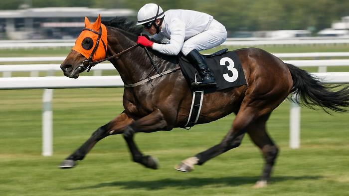 At the cafeteria, horse meat was served instead of beef: the discovery was made through a microchip found between the teeth.