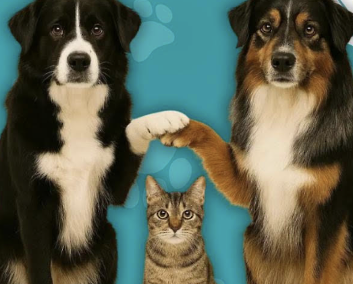 Solidarity Paw, Municipality of Ragusa and youth council together for animals