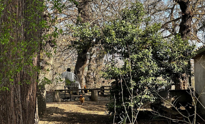 Family in the woods, new clash between the Child Advocate and social services